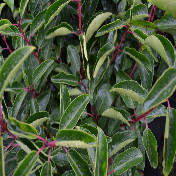 PRUNUS LUSITANICUS